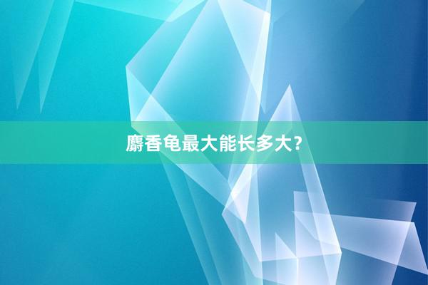 麝香龟最大能长多大？